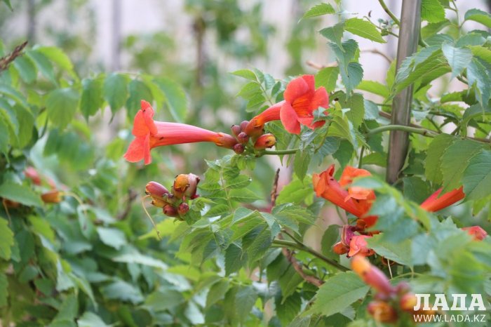 Полив по факту: Исполнение графика в Актау 17 июня