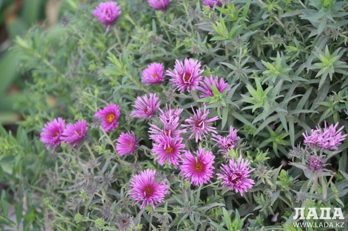 Полив по факту: Исполнение графика в Актау 17 июня