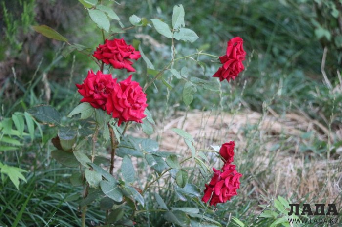 Полив по факту: Исполнение графика в Актау 17 июня