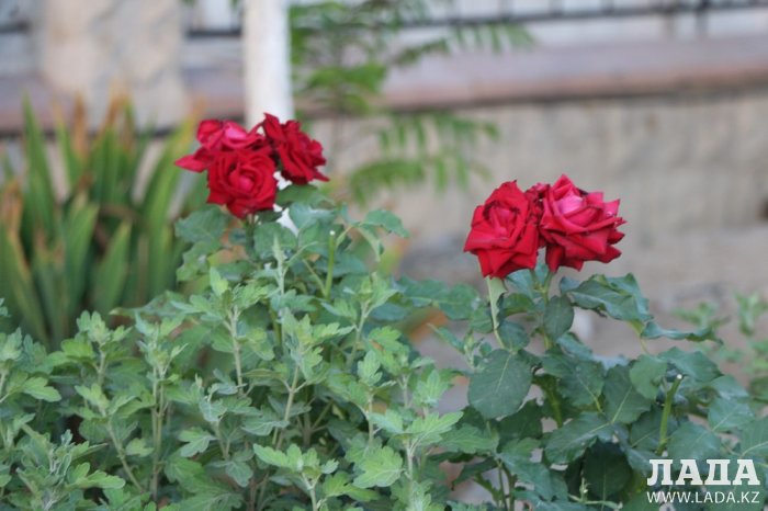 Полив по факту: Исполнение графика в Актау 17 июня