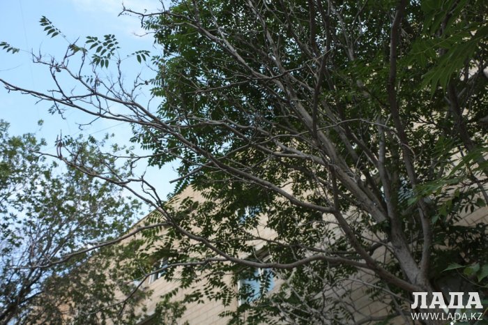 Полив по факту: Исполнение графика в Актау 17 июня