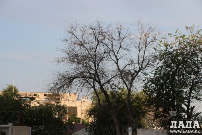 Полив по факту: Исполнение графика в Актау 17 июня