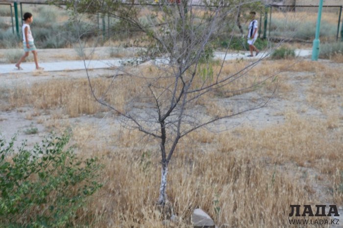 Полив по факту: Исполнение графика в Актау 17 июня