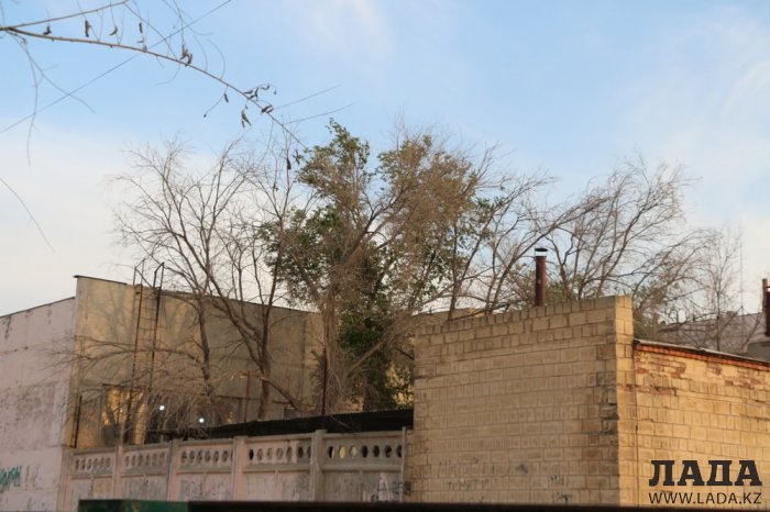 Полив по факту: Исполнение графика в Актау 17 июня