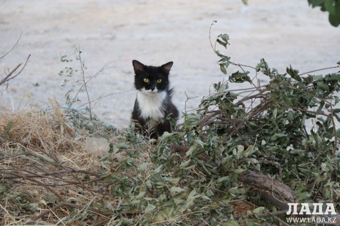Полив по факту: Исполнение графика в Актау 17 июня