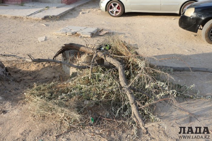 Полив по факту: Исполнение графика в Актау 17 июня