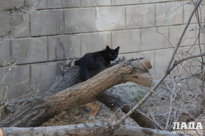 Полив по факту: Исполнение графика в Актау 17 июня