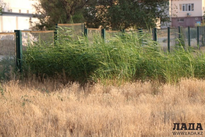 Полив по факту: Исполнение графика в Актау 17 июня