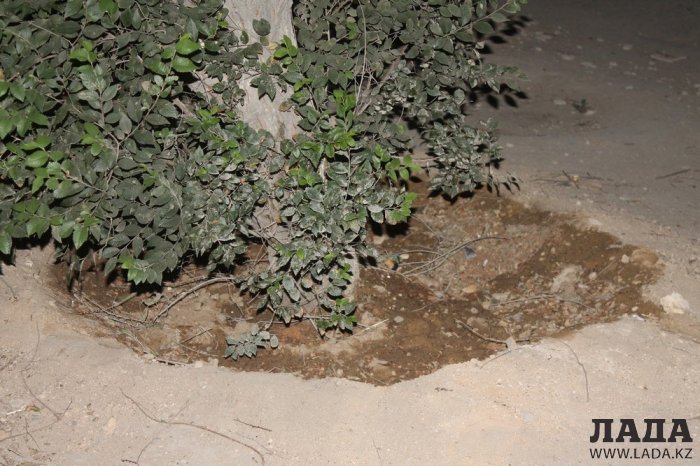 Полив по факту: Исполнение графика в Актау 18 июня