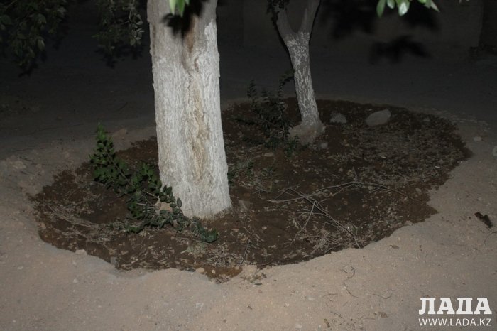 Полив по факту: Исполнение графика в Актау 18 июня