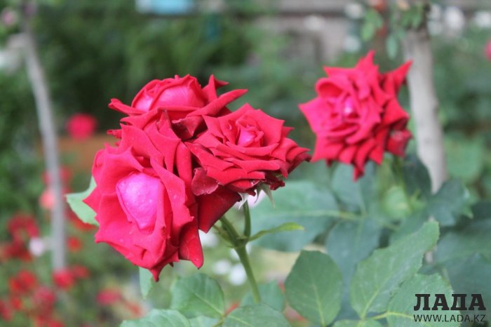 Полив по факту: Исполнение графика в Актау 18 июня