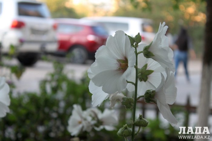 Полив по факту: Исполнение графика в Актау 18 июня