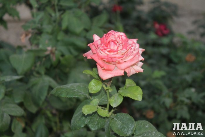 Полив по факту: Исполнение графика в Актау 18 июня