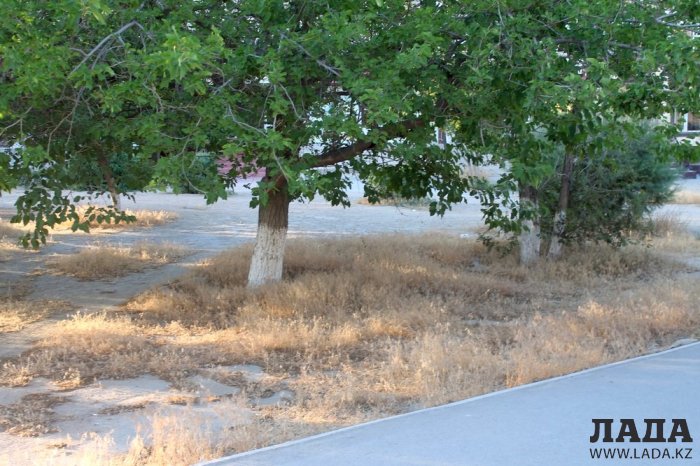 Полив по факту: Исполнение графика в Актау 18 июня
