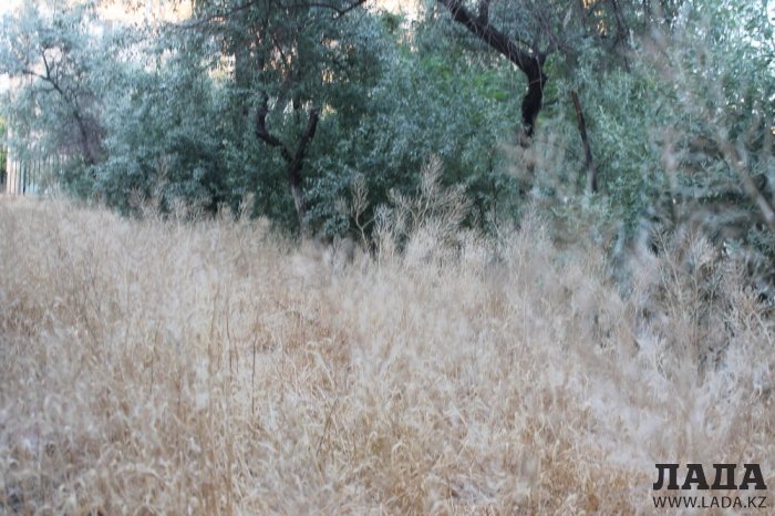 Полив по факту: Исполнение графика в Актау 18 июня