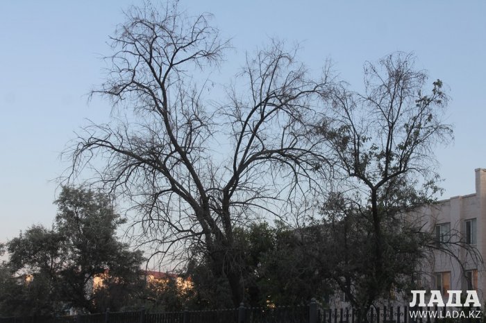 Полив по факту: Исполнение графика в Актау 18 июня