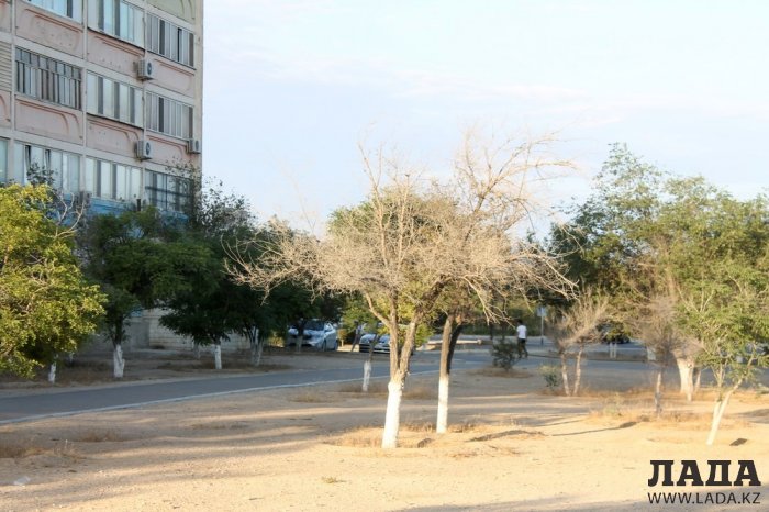 Полив по факту: Исполнение графика в Актау 18 июня