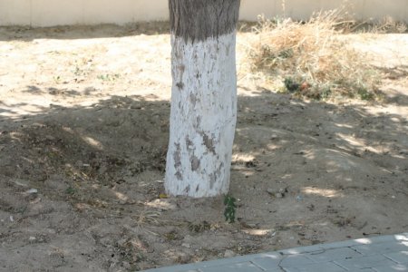 Фоторепортаж: Состояние зеленых насаждений на аллее Победы в Актау