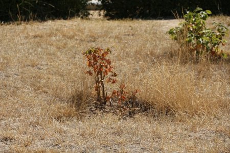 Фоторепортаж: Состояние зеленых насаждений на аллее Победы в Актау