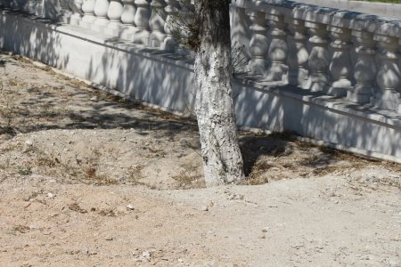 Фоторепортаж: Состояние зеленых насаждений на аллее Победы в Актау