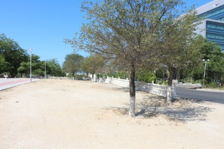 Фоторепортаж: Состояние зеленых насаждений на аллее Победы в Актау