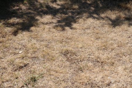 Фоторепортаж: Состояние зеленых насаждений на аллее Победы в Актау