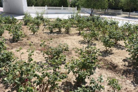 Фоторепортаж: Состояние зеленых насаждений на аллее Победы в Актау