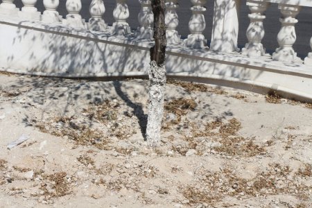 Фоторепортаж: Состояние зеленых насаждений на аллее Победы в Актау