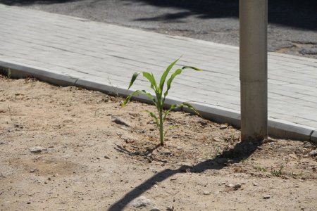 Фоторепортаж: Состояние зеленых насаждений на аллее Победы в Актау