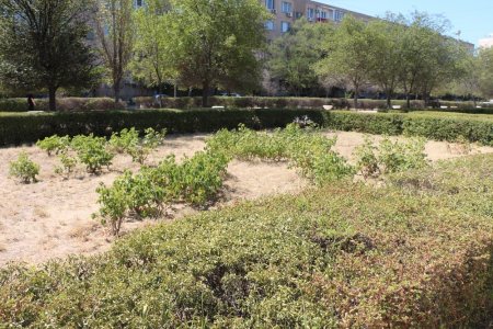 Фоторепортаж: Состояние зеленых насаждений на аллее Победы в Актау