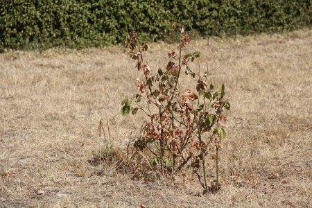 Фоторепортаж: Состояние зеленых насаждений на аллее Победы в Актау