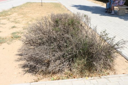 Фоторепортаж: Состояние зеленых насаждений на аллее Победы в Актау