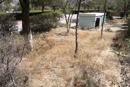 Фоторепортаж: Состояние зеленых насаждений на аллее Победы в Актау