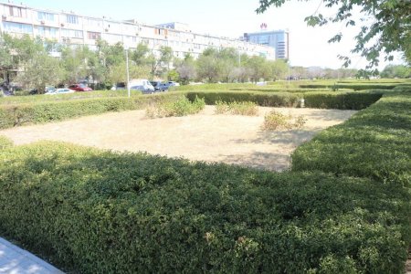 Фоторепортаж: Состояние зеленых насаждений на аллее Победы в Актау