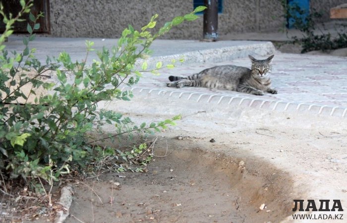 Полив по факту: Исполнение графика в Актау 19 июня