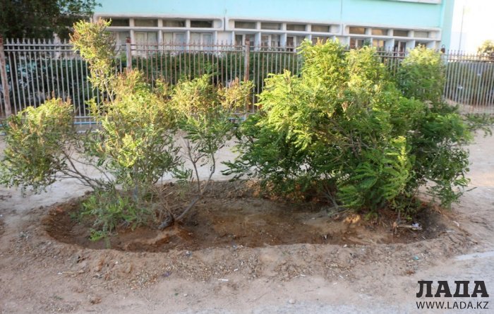 Полив по факту: Исполнение графика в Актау 19 июня