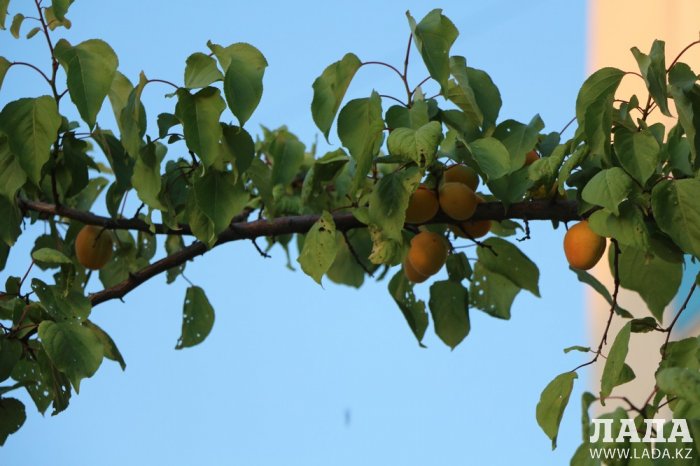 Полив по факту: Исполнение графика в Актау 19 июня