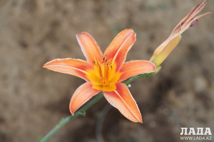 Полив по факту: Исполнение графика в Актау 19 июня