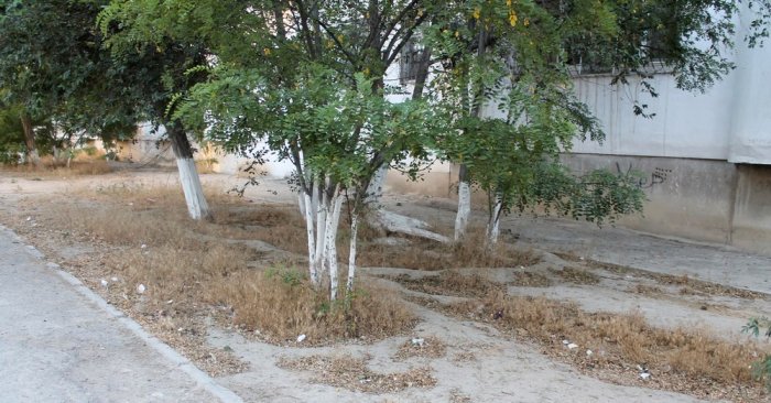 Полив по факту: Исполнение графика в Актау 19 июня