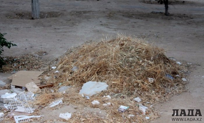 Полив по факту: Исполнение графика в Актау 19 июня