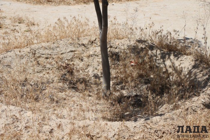 Фоторепортаж: Состояние зеленых насаждений у мечети в Актау