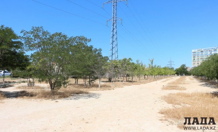 Фоторепортаж: Состояние зеленых насаждений у мечети в Актау