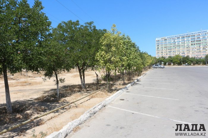 Фоторепортаж: Состояние зеленых насаждений у мечети в Актау