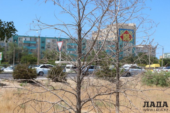 Фоторепортаж: Состояние зеленых насаждений у мечети в Актау