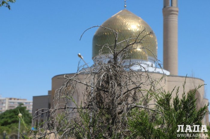 Фоторепортаж: Состояние зеленых насаждений у мечети в Актау
