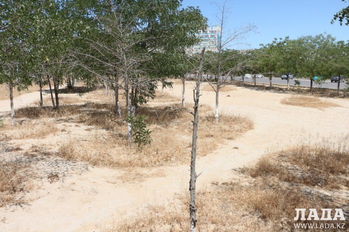 Фоторепортаж: Состояние зеленых насаждений у мечети в Актау