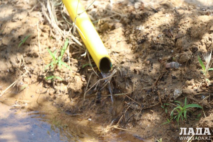 Фоторепортаж: Состояние зеленых насаждений у мечети в Актау