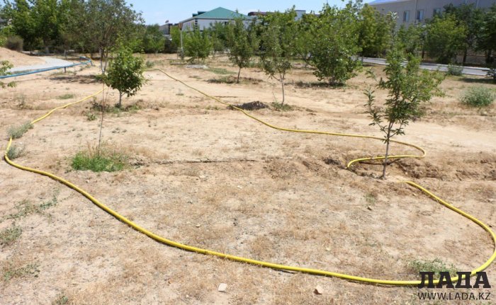 Фоторепортаж: Состояние зеленых насаждений у мечети в Актау