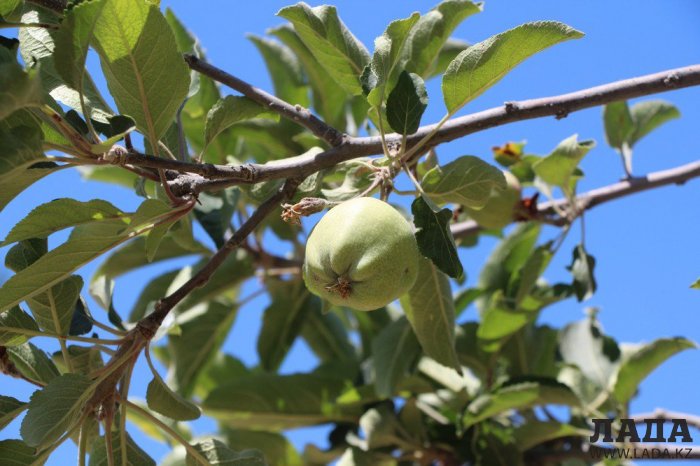 Фоторепортаж: Состояние зеленых насаждений у мечети в Актау
