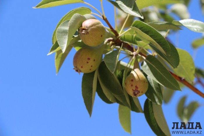 Фоторепортаж: Состояние зеленых насаждений у мечети в Актау